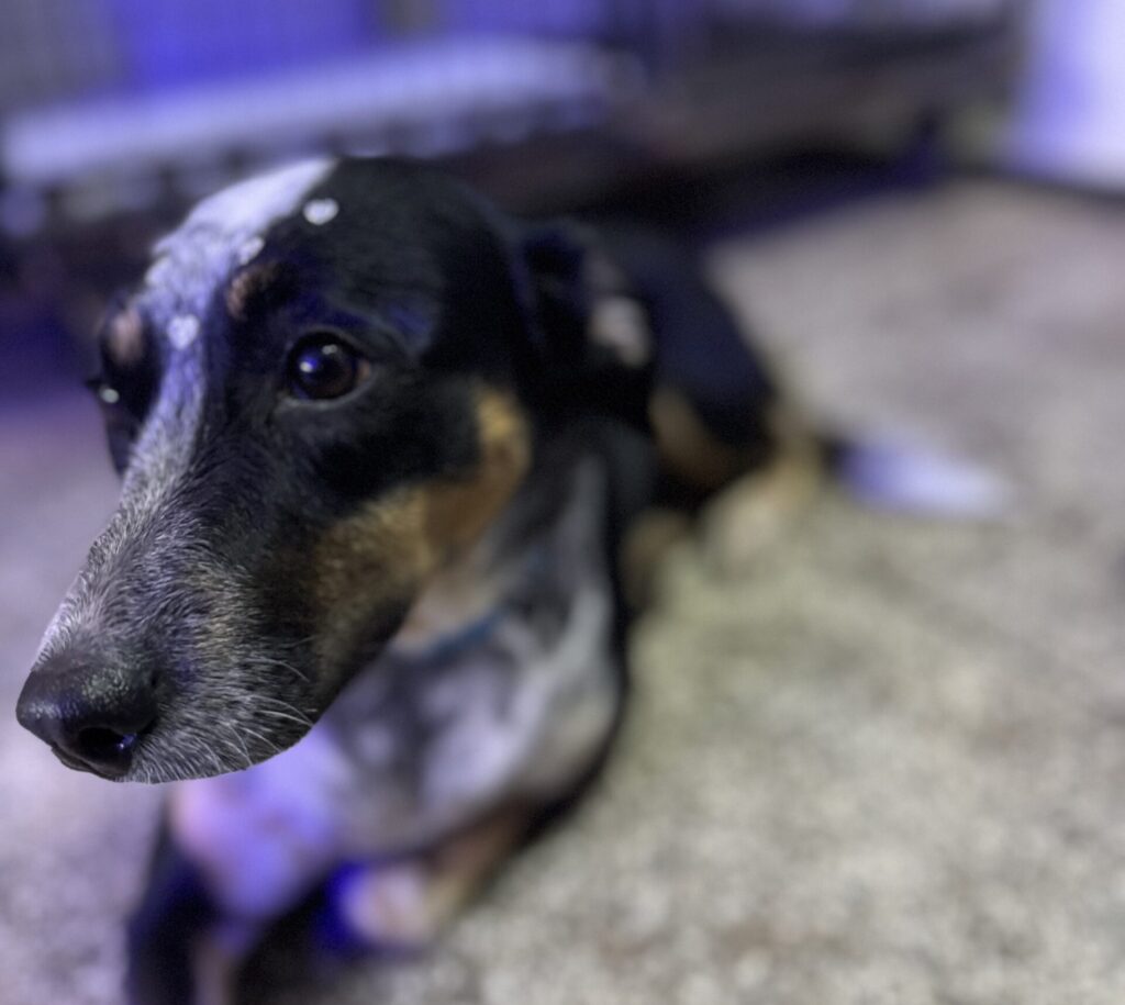 Cachorro Chique